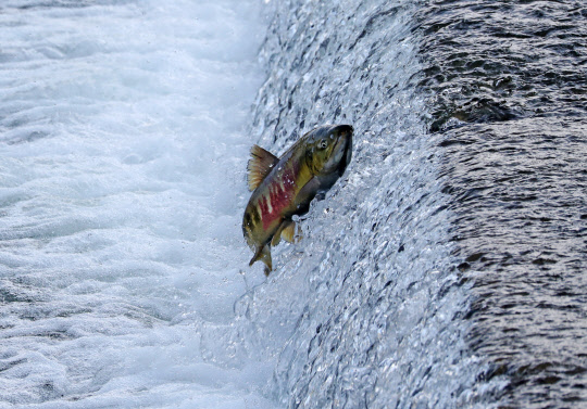 24일 강원 강릉 시내 한복판을 흐르는 남대천에서 고향을 찾아온 연어가 보의 폭포를 힘차게 뛰어오르고 있다.